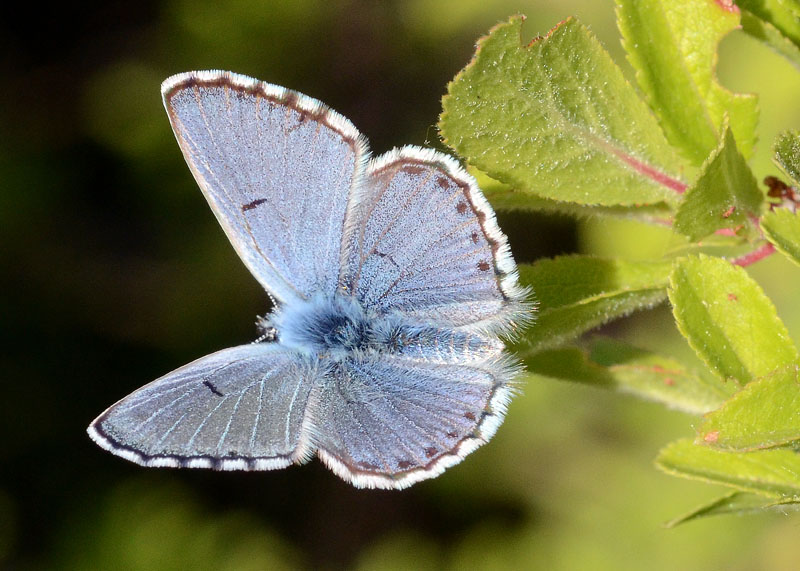 Polyommatus bellargus m ?